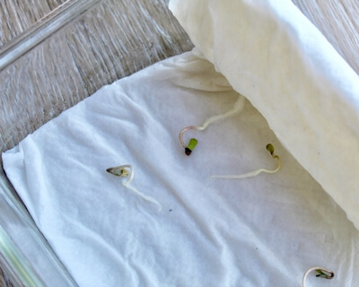 Checking Hemp Seed for Germination